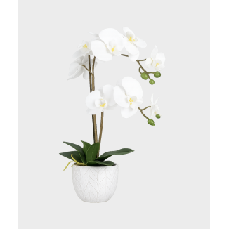 MACETA ORQUIDEA PHALAENOPSIS REAL BLANCA