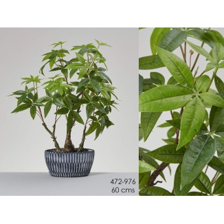 PLANTA ARBOL DE LA FORTUNA EN MACETA DECORATIVA 60 CM