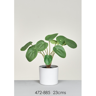 MACETA PILEA 23 CM
