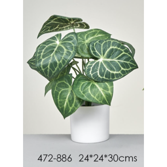 MACETA SYNGONIUM