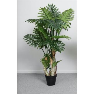 PLANTA ARBOL PHILODENDRON 170 CM