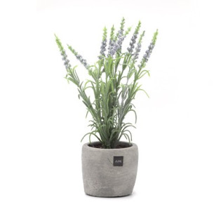 LAVANDA EN TARRO