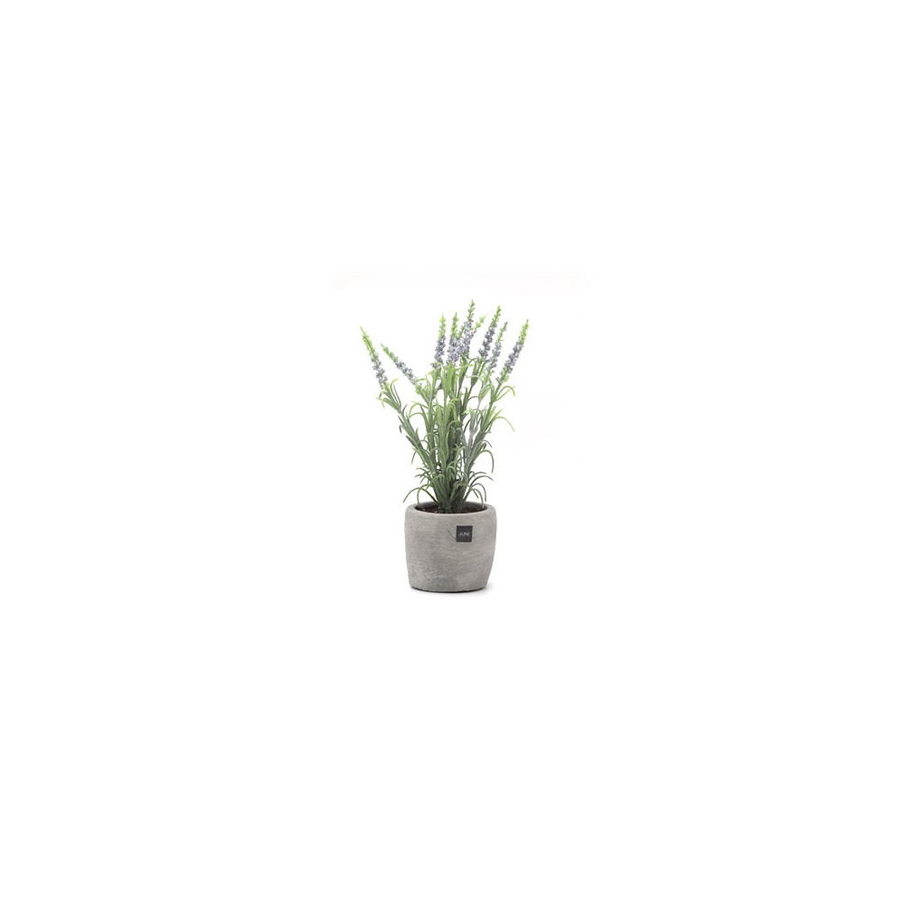 LAVANDA EN TARRO