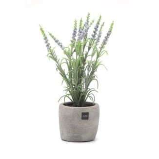 LAVANDA EN TARRO