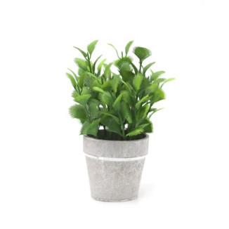 PLANTA CARNIVORA 8X19 CM