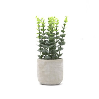 PLANTA EUCALIPTO 12X33 CM