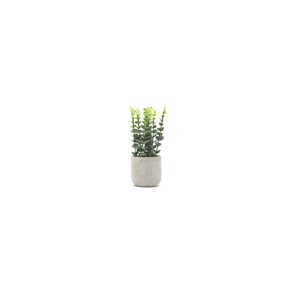 PLANTA EUCALIPTO 12X33 CM