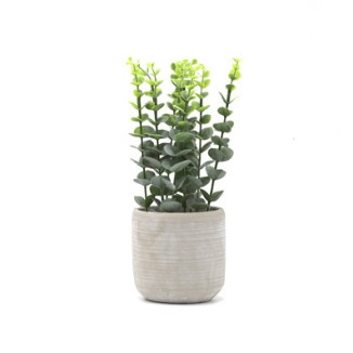 PLANTA EUCALIPTO 12X33 CM