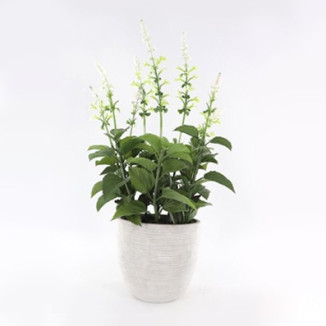 MACETA LAVANDA HELECHO BLANCA